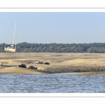 Les phoques sur les bancs de sable au Hourdel