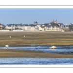 France, Somme (80), Baie de Somme, Le Hourdel, //