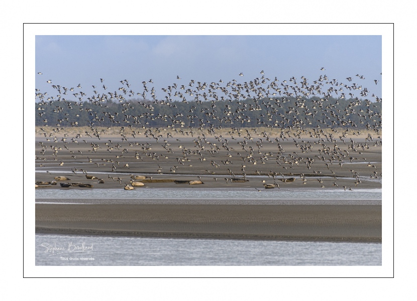 Envol d'huitriers-pies (Haematopus ostralegus - Eurasian Oystercatcher) en baie de Somme