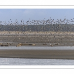 Envol d'huitriers-pies (Haematopus ostralegus - Eurasian Oystercatcher) en baie de Somme