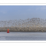 Envol d'huitriers-pies (Haematopus ostralegus - Eurasian Oystercatcher) en baie de Somme