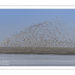 Envol d'huitriers-pies (Haematopus ostralegus - Eurasian Oystercatcher) en baie de Somme