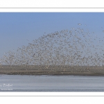 Envol d'huitriers-pies (Haematopus ostralegus - Eurasian Oystercatcher) en baie de Somme