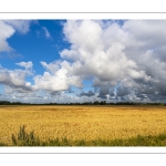 champ de céréales et coquelicots