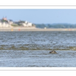 Phoques veau-marin (Phoca vitulina)