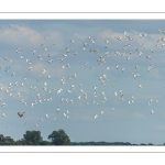 Vol de Sternes caugek (Thalasseus sandvicensis - Sandwich Tern)