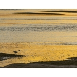 Aigrette à la pêche