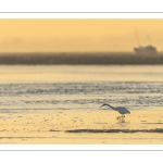 Aigrette à la pêche