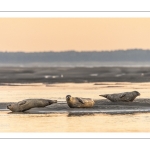 Phoques sur les bancs de sable au Hourdel