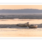 Phoques sur les bancs de sable au Hourdel