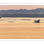 Phoques sur les bancs de sable au Hourdel