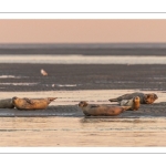 Phoques sur les bancs de sable au Hourdel