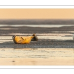 Phoques sur les bancs de sable au Hourdel