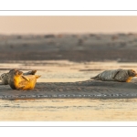 Phoques sur les bancs de sable au Hourdel