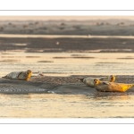 Phoques sur les bancs de sable au Hourdel