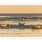 Phoques sur les bancs de sable au Hourdel