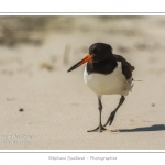 saison : Ã©tÃ© - Lieu : RÃ©serve naturelle, proximitÃ© du parc ornithologique du Marquenterre, Saint-Quentin-en-Tourmont, Baie de Somme, Somme, Picardie, France.