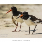 saison : Ã©tÃ© - Lieu : RÃ©serve naturelle, proximitÃ© du parc ornithologique du Marquenterre, Saint-Quentin-en-Tourmont, Baie de Somme, Somme, Picardie, France.