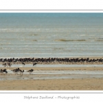 saison : Ã©tÃ© - Lieu : RÃ©serve naturelle, proximitÃ© du parc ornithologique du Marquenterre, Saint-Quentin-en-Tourmont, Baie de Somme, Somme, Picardie, France.