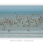 Vol d'huitriers-pie en baie de Somme - Saison : Ã©tÃ© - Lieu : RÃ©serve naturelle, proximitÃ© du parc ornithologique du Marquenterre, Saint-Quentin-en-Tourmont, Baie de Somme, Somme, Picardie, France.