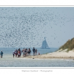 saison : Ã©tÃ© - Lieu : RÃ©serve naturelle, proximitÃ© du parc ornithologique du Marquenterre, Saint-Quentin-en-Tourmont, Baie de Somme, Somme, Picardie, France.