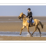 Entraînement de chevaux en baie de Somme