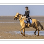 Entraînement de chevaux en baie de Somme