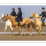 Entraînement de chevaux en baie de Somme