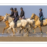 Entraînement de chevaux en baie de Somme