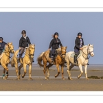 Entraînement de chevaux en baie de Somme