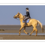 Entraînement de chevaux en baie de Somme