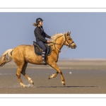 Entraînement de chevaux en baie de Somme