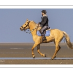 Entraînement de chevaux en baie de Somme