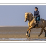 Entraînement de chevaux en baie de Somme