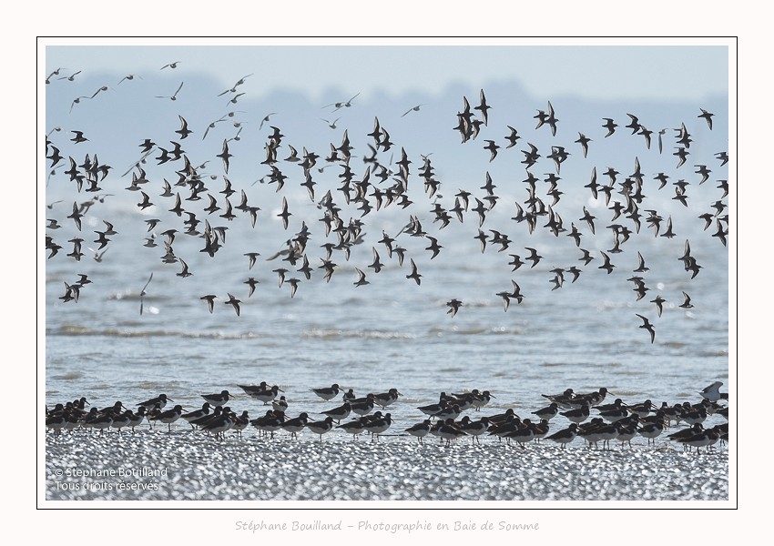Huitriers_pies_Illette_17_10_2016_001-border