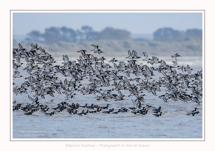 Huitriers_pies_Illette_17_10_2016_011-border