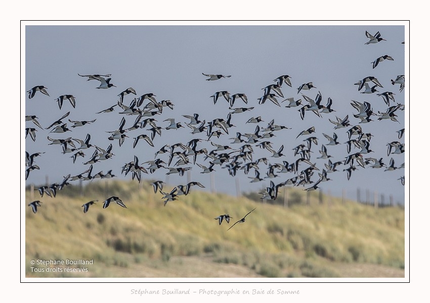 Huitriers_pies_Illette_17_10_2016_019-border