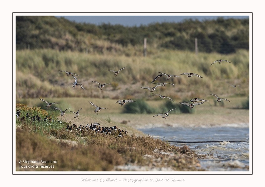 Huitriers_pies_Illette_17_10_2016_021-border