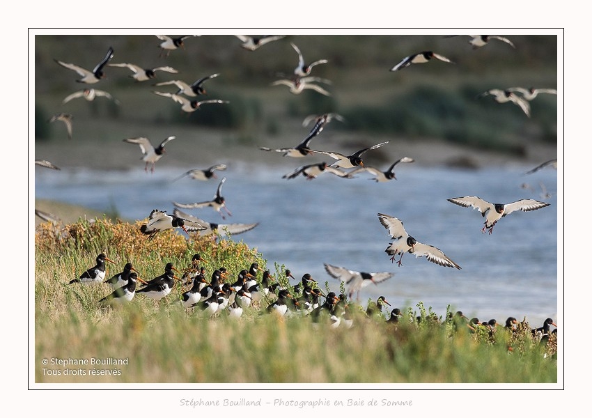 Huitriers_pies_Illette_17_10_2016_024-border