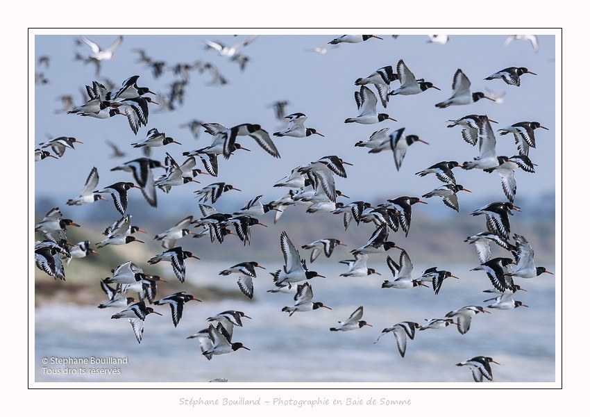 Huitriers_pies_Illette_17_10_2016_034-border