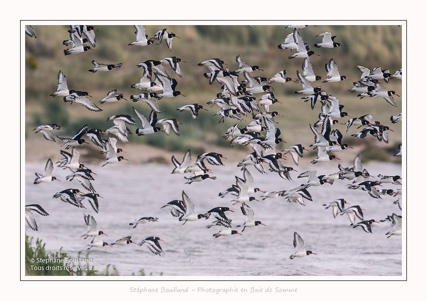 Huitriers_pies_Illette_17_10_2016_038-border