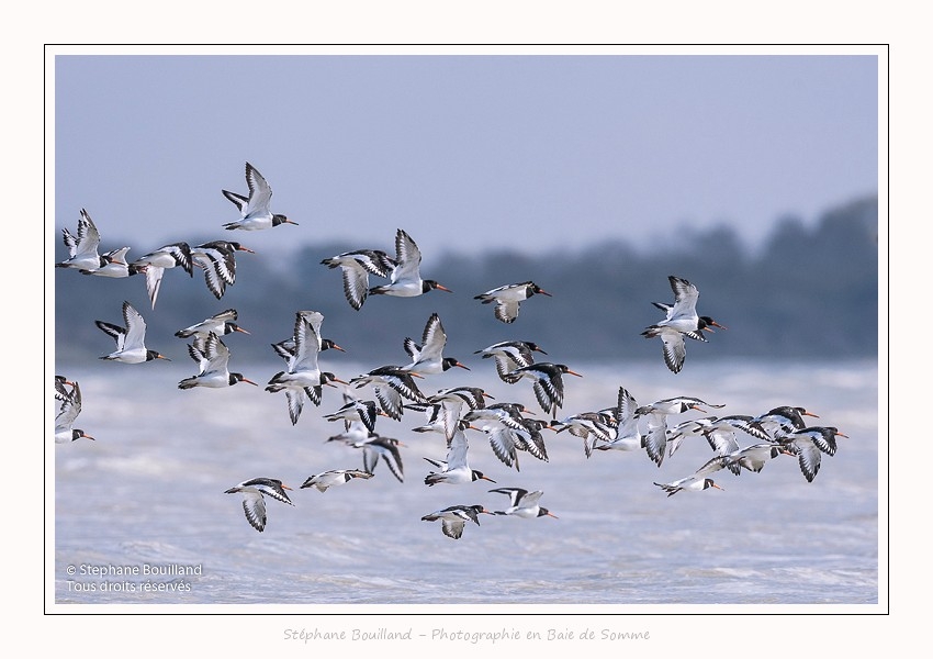 Huitriers_pies_Illette_17_10_2016_043-border