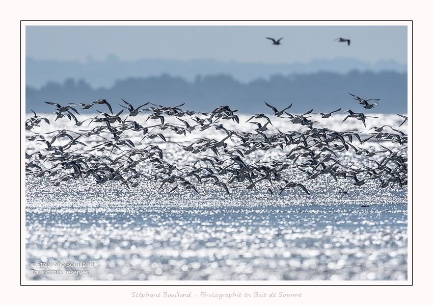 Huitriers_pies_Illette_17_10_2016_045-border