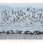 Huitriers_pies_Illette_17_10_2016_001-border
