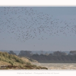 Huitriers_pies_Illette_17_10_2016_023-border