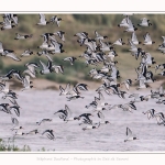 Huitriers_pies_Illette_17_10_2016_038-border
