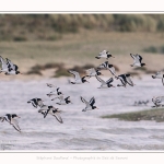 Huitriers_pies_Illette_17_10_2016_042-border