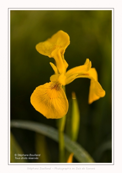Iris_des_marais_28_05_2016_008-border