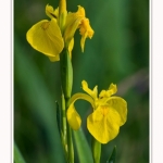 Iris_des_marais_28_05_2016_001-border
