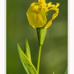 Iris_des_marais_28_05_2016_002-border